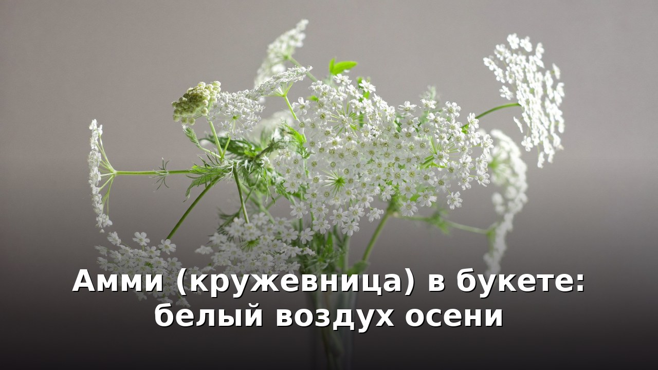 Амми (кружевница) в букете: белый воздух осени
