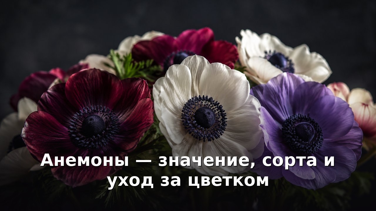Анемоны — значение, сорта и уход за цветком