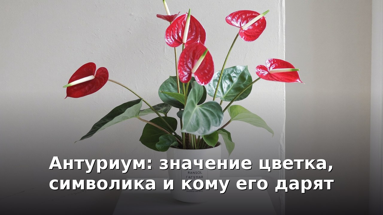 Антуриум: значение цветка, символика и кому его дарят