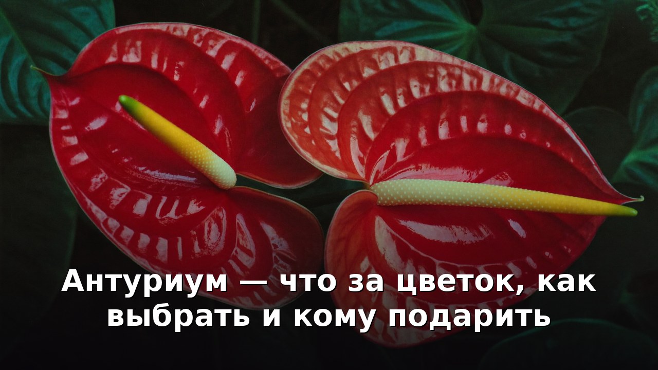 Антуриум — что за цветок, как выбрать и кому подарить