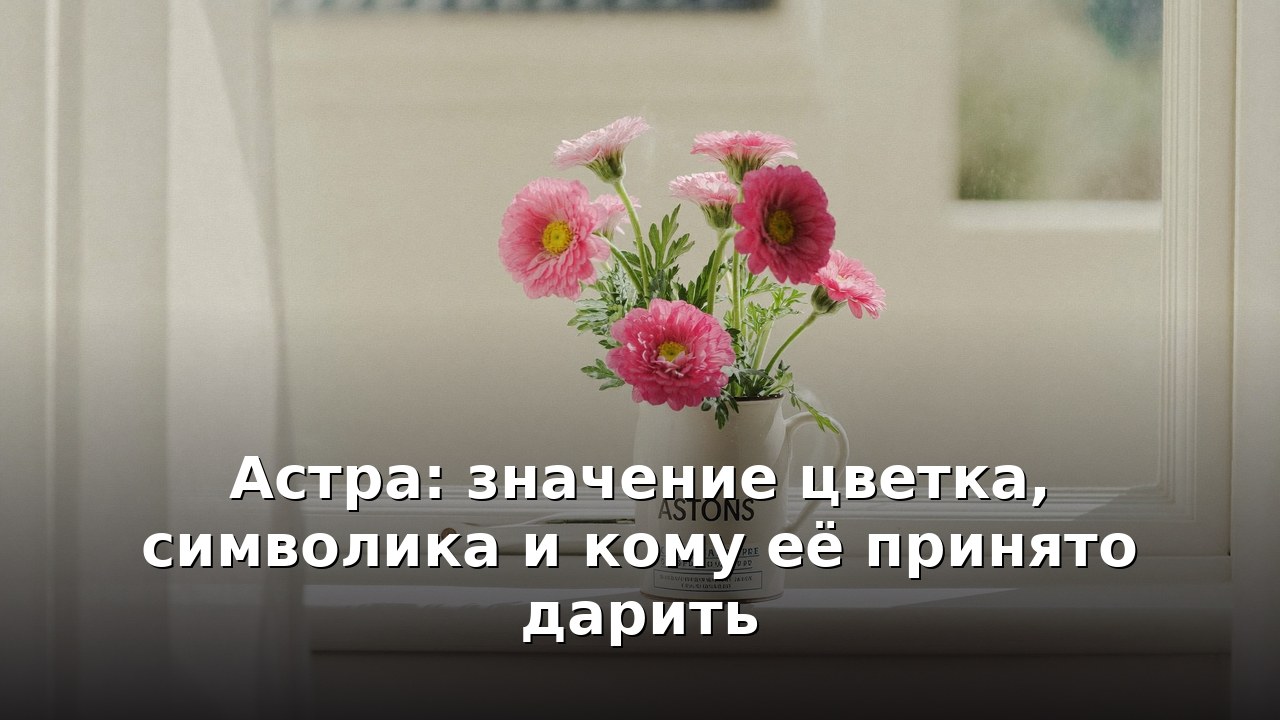 Астра: значение цветка, символика и кому её принято дарить