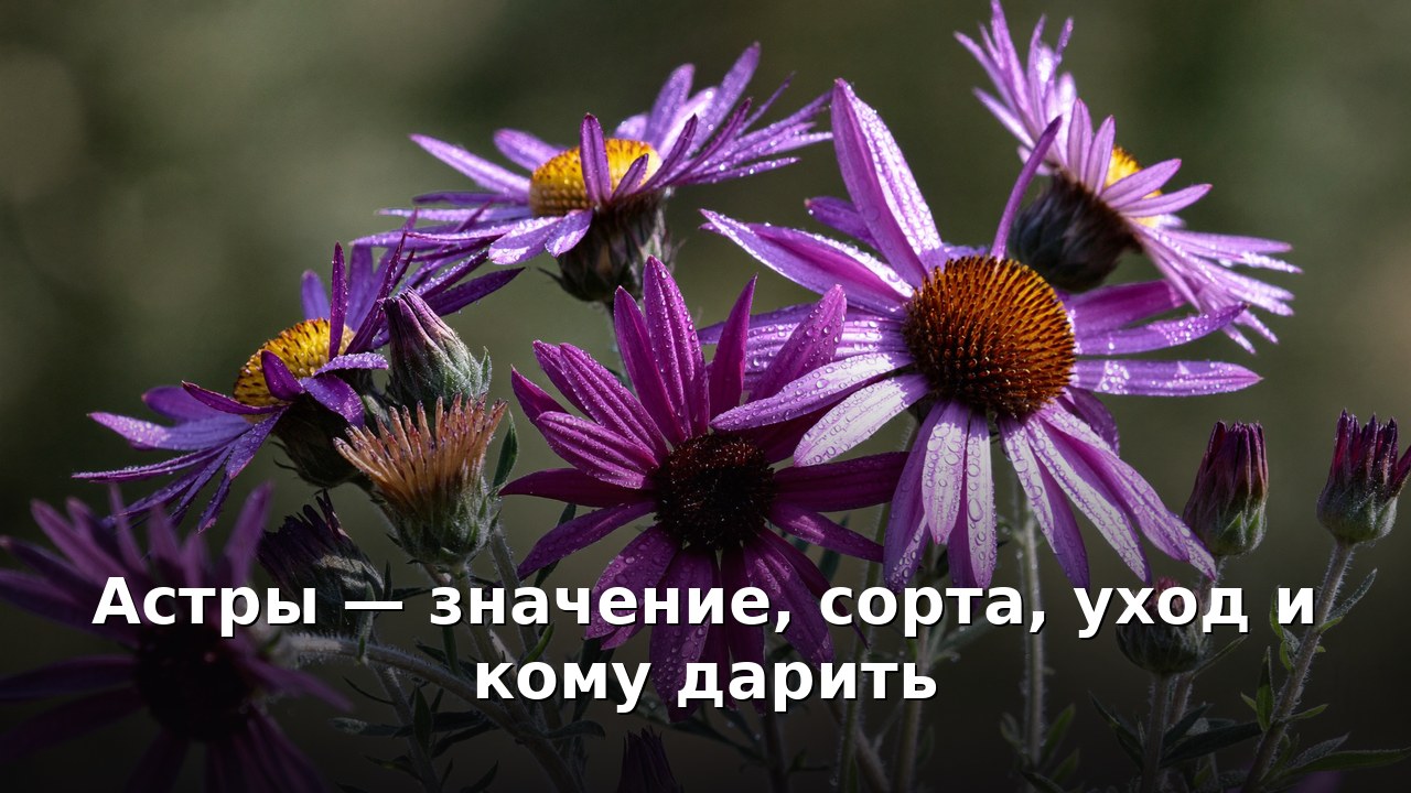 Астры — значение, сорта, уход и кому дарить