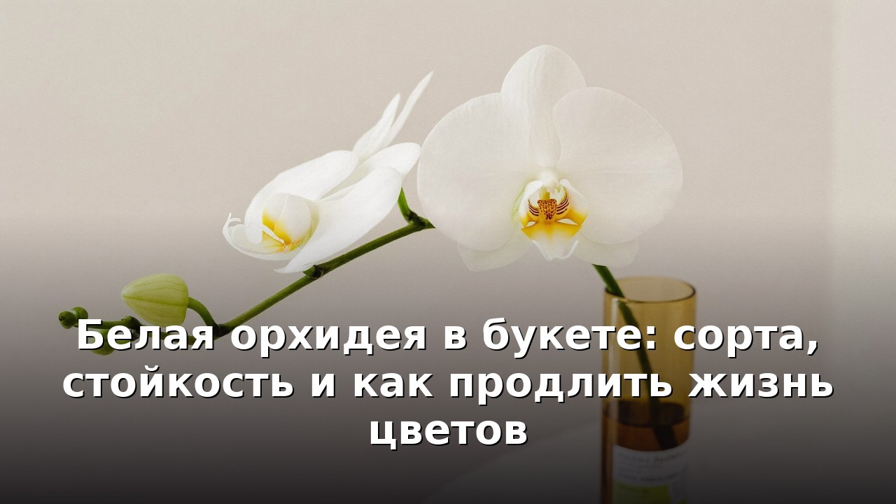 Белая орхидея в букете: сорта, стойкость и как продлить жизнь цветов