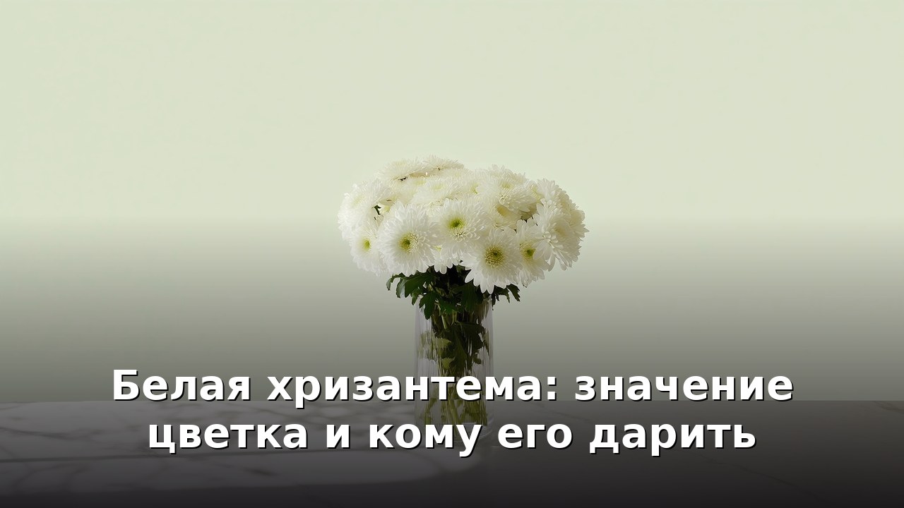 Белая хризантема: значение цветка и кому его дарить