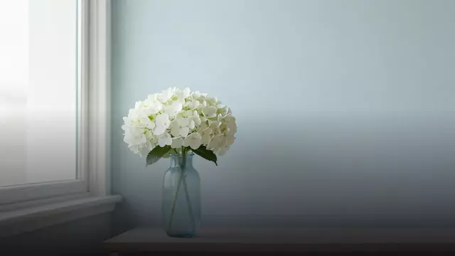 Белые гортензии коллеге: уместно ли и как выбрать