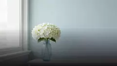 Белые гортензии коллеге: уместно ли и как выбрать