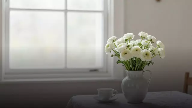 Белые ранункулюсы бабушке: уместно ли и как выбрать
