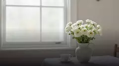 Белые ранункулюсы бабушке: уместно ли и как выбрать
