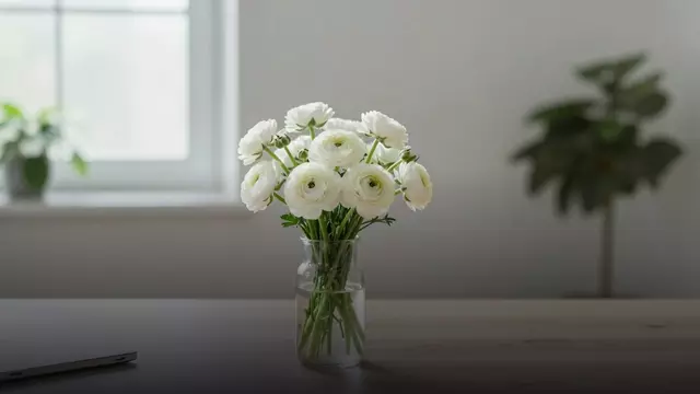 Белые ранункулюсы коллеге: уместно ли дарить и как выбрать букет