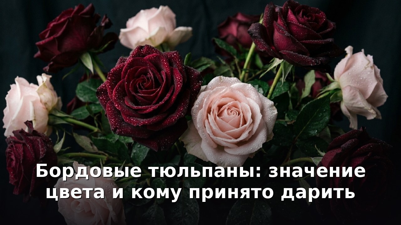 Бордовые тюльпаны: значение цвета и кому принято дарить