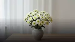 Букет из 25 хризантем: как выглядит и кому подарить