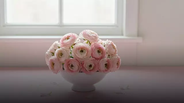 Букет из 25 пудровых ранункулюсов: кому и когда дарить