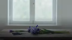 Букет из ирисов своими руками или у флориста: что выбрать