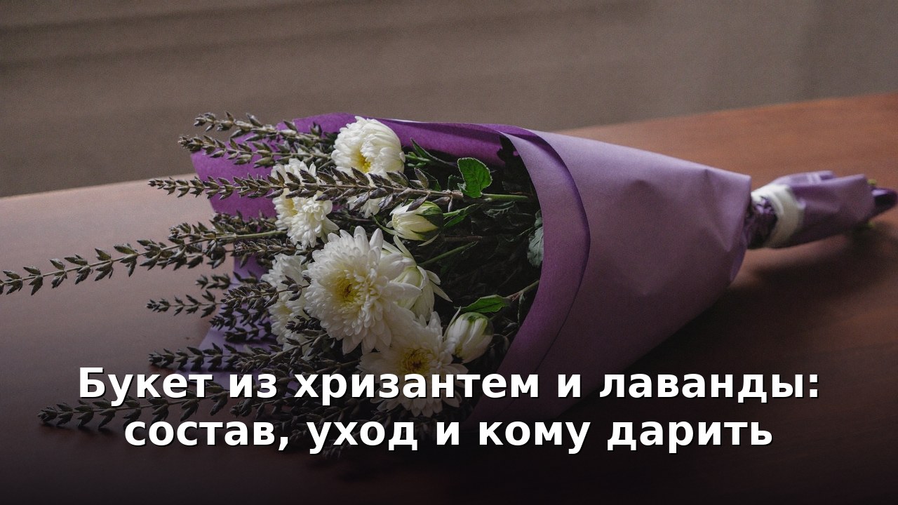 Букет из хризантем и лаванды: состав, уход и кому дарить