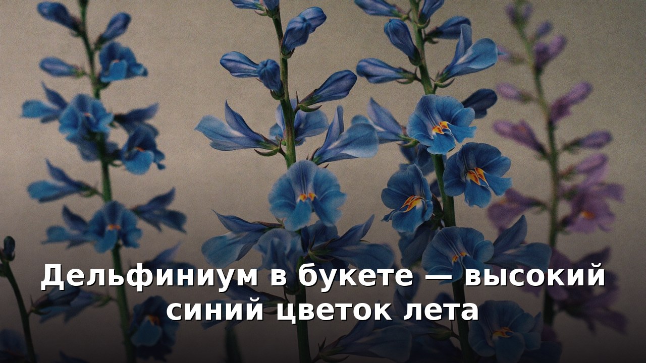 Дельфиниум в букете — высокий синий цветок лета