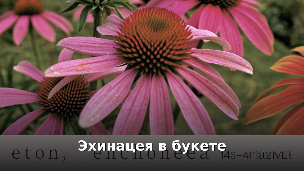 Эхинацея в букете