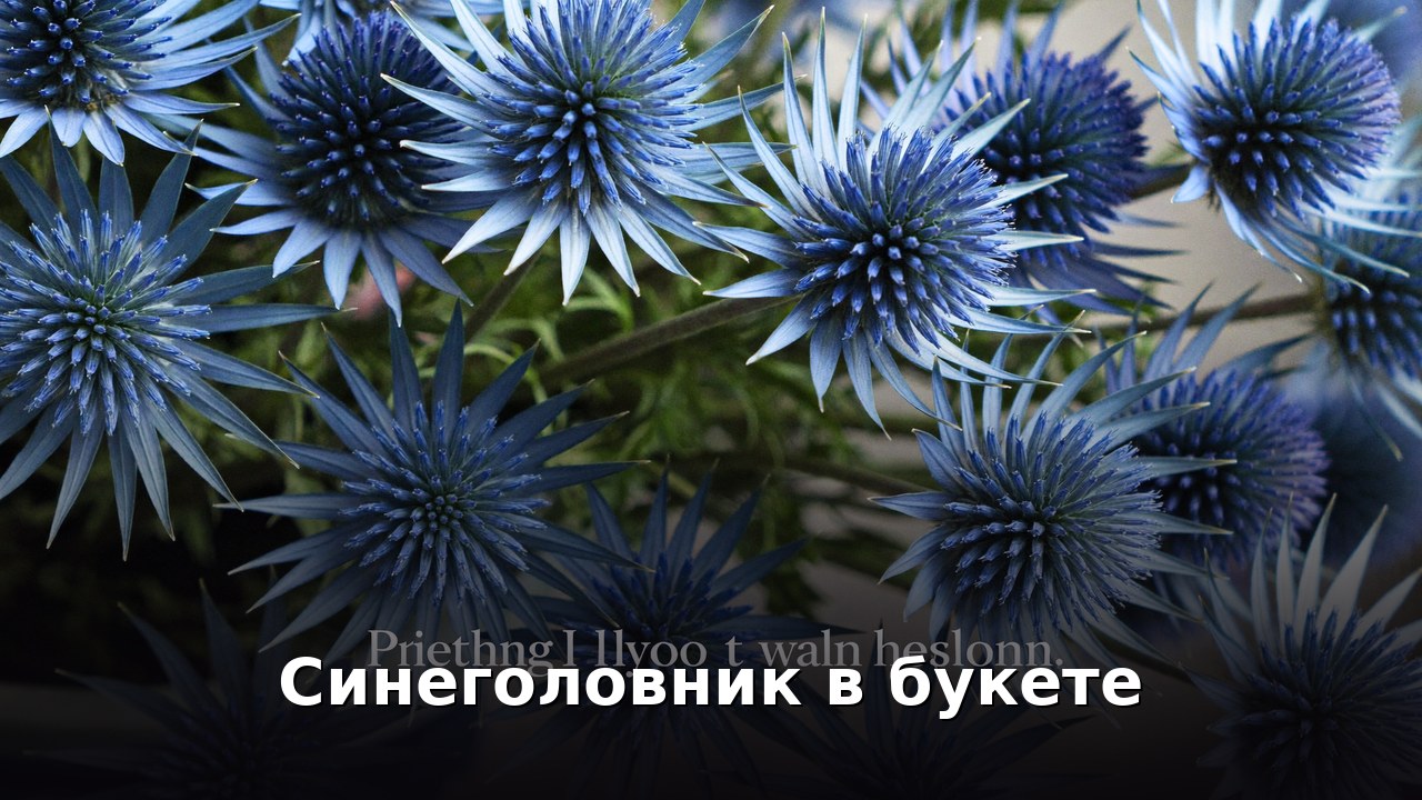 Синеголовник в букете