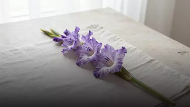 Фиолетовые гладиолусы: значение, кому дарить и как выбрать букет