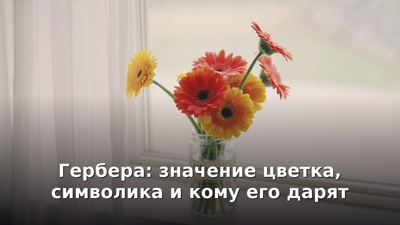 Гербера: значение цветка, символика и кому его дарят