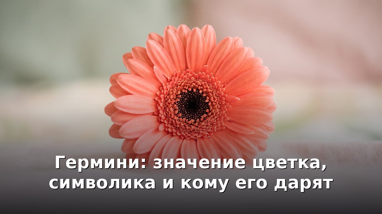 Гермини: значение цветка, символика и кому его дарят