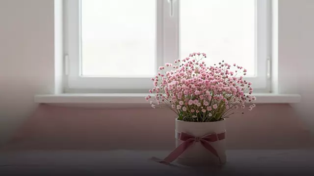 Гипсофила на 14 февраля: как выбрать букет и сколько он стоит