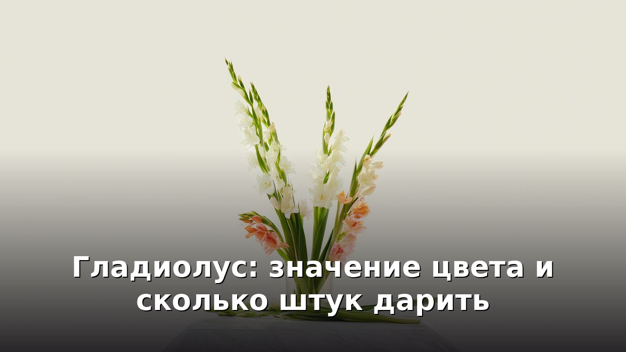 Гладиолус: значение цвета и сколько штук дарить