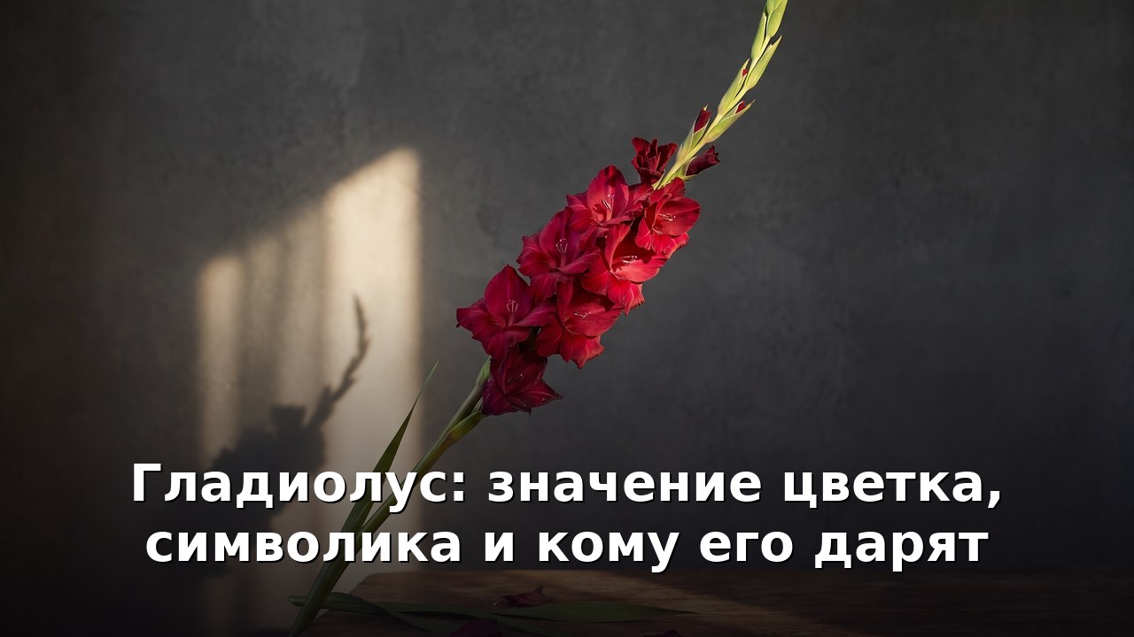 Гладиолус: значение цветка, символика и кому его дарят