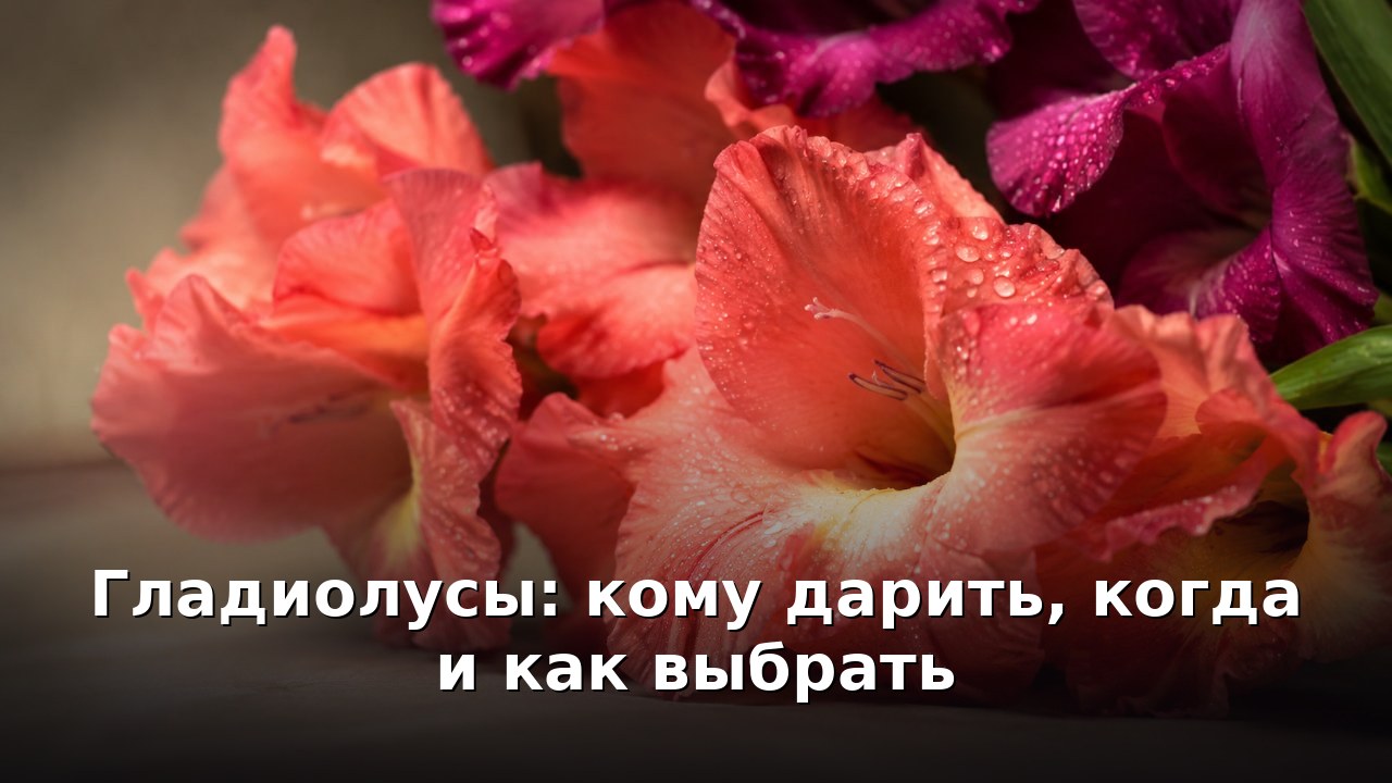 Гладиолусы: кому дарить, когда и как выбрать