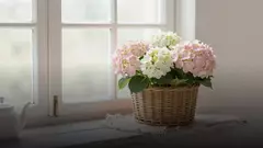Гортензии бабушке на День матери: как выбрать букет