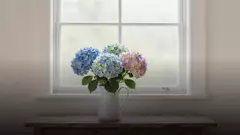 Гортензии маме на День матери: как выбрать букет