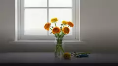 Как продлить жизнь букету из ранункулюсов: уход по дням