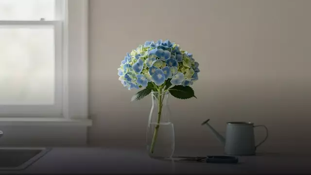 Как продлить жизнь гортензии: уход по дням от флориста