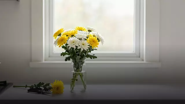 Как продлить жизнь хризантемы: уход по дням