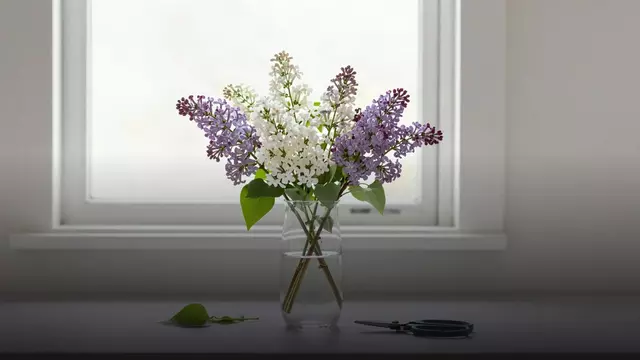 Как продлить жизнь маттиолы: уход по дням от флориста