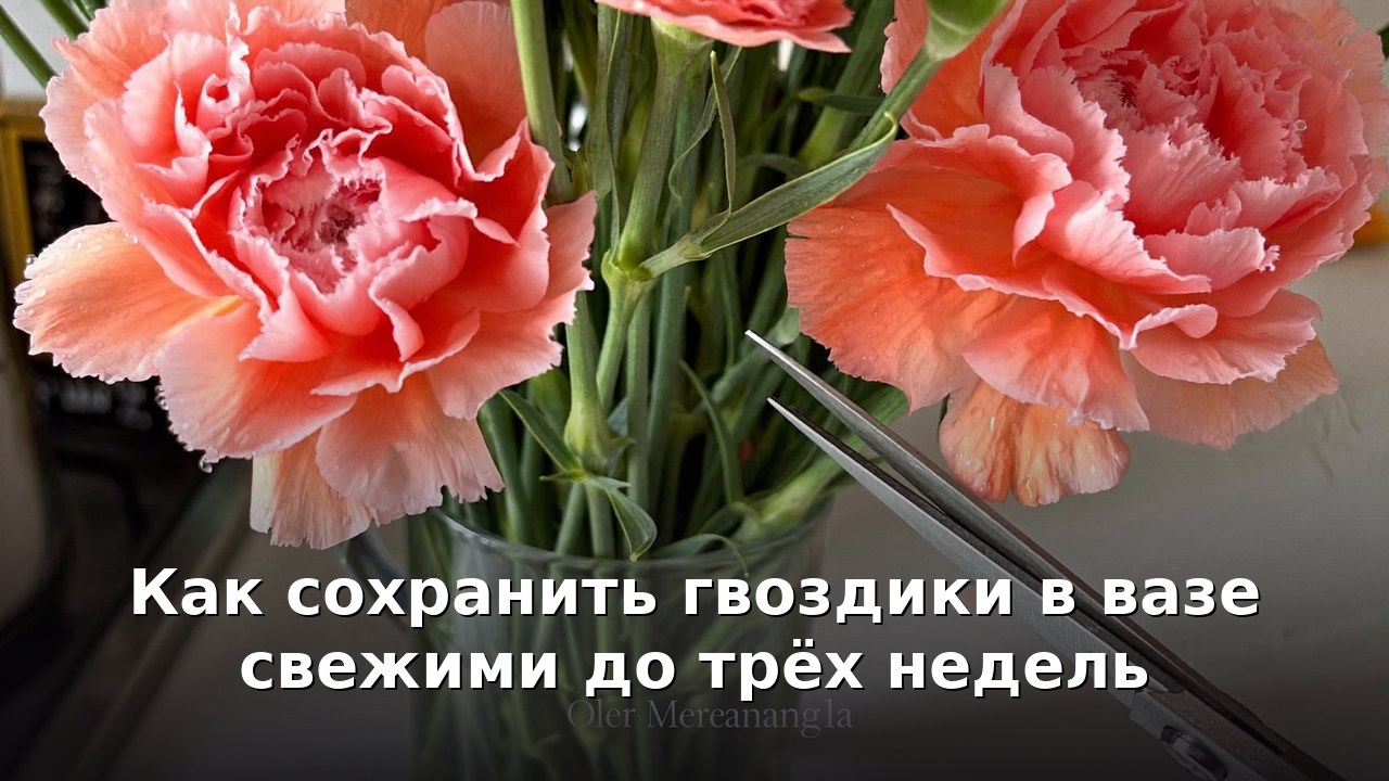 Как сохранить гвоздики в вазе свежими до трёх недель