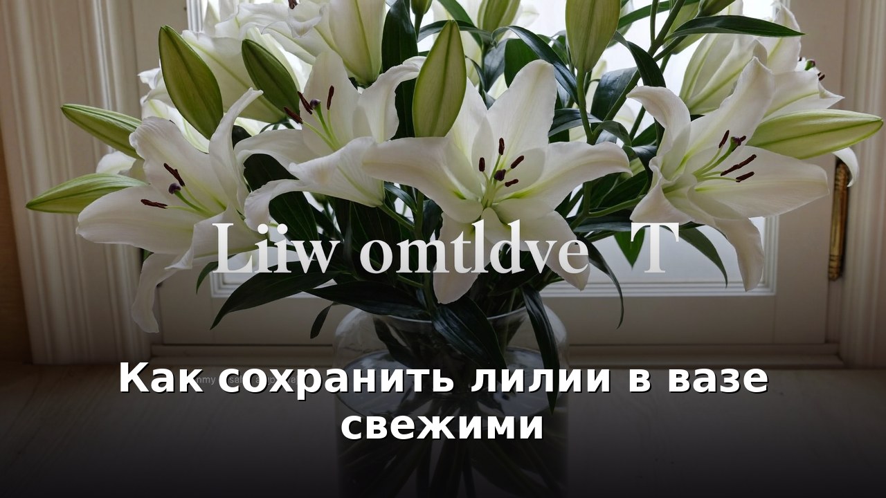 Как сохранить лилии в вазе свежими