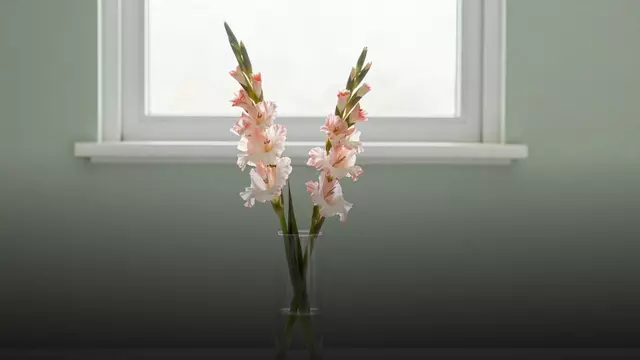 Как ухаживать за букетом из гладиолусов: подробная инструкция