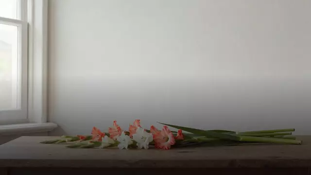 Как выбрать свежие гладиолусы: на что смотреть при покупке