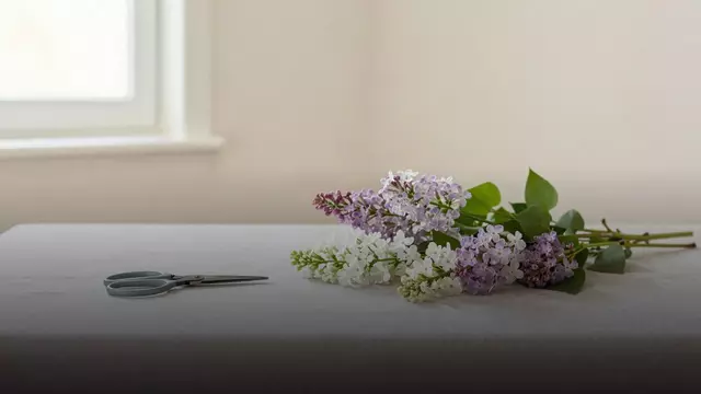 Как выбрать свежие маттиолы: советы флориста