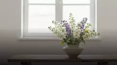 Какие бывают маттиолы: сорта, формы и оттенки