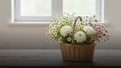 Какие бывают ромашки: сорта, формы и оттенки