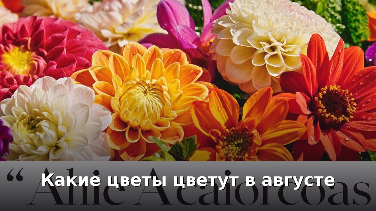 Какие цветы цветут в августе