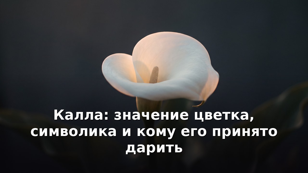 Калла: значение цветка, символика и кому его принято дарить