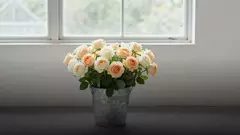 Когда сезон французских роз и где их берут в остальное время