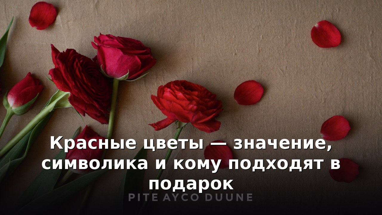 Красные цветы — значение, символика и кому подходят в подарок