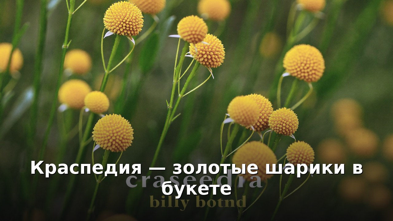 Краспедия — золотые шарики в букете