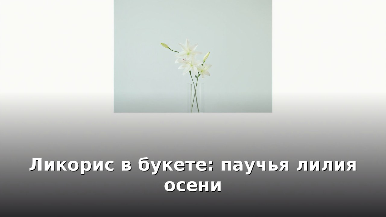 Ликорис в букете: паучья лилия осени