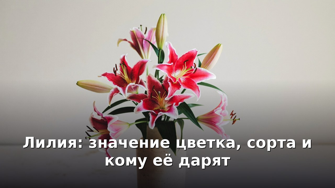Лилия: значение цветка, сорта и кому её дарят