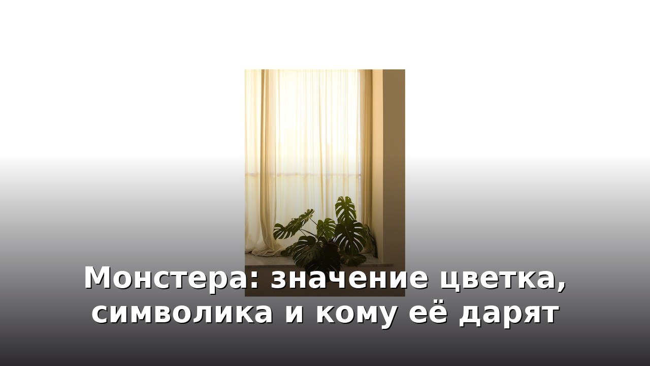 Монстера: значение цветка, символика и кому её дарят