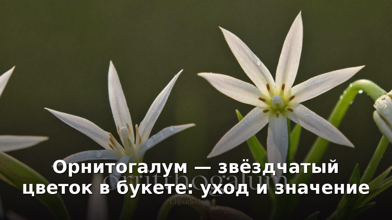 Орнитогалум — звёздчатый цветок в букете: уход и значение